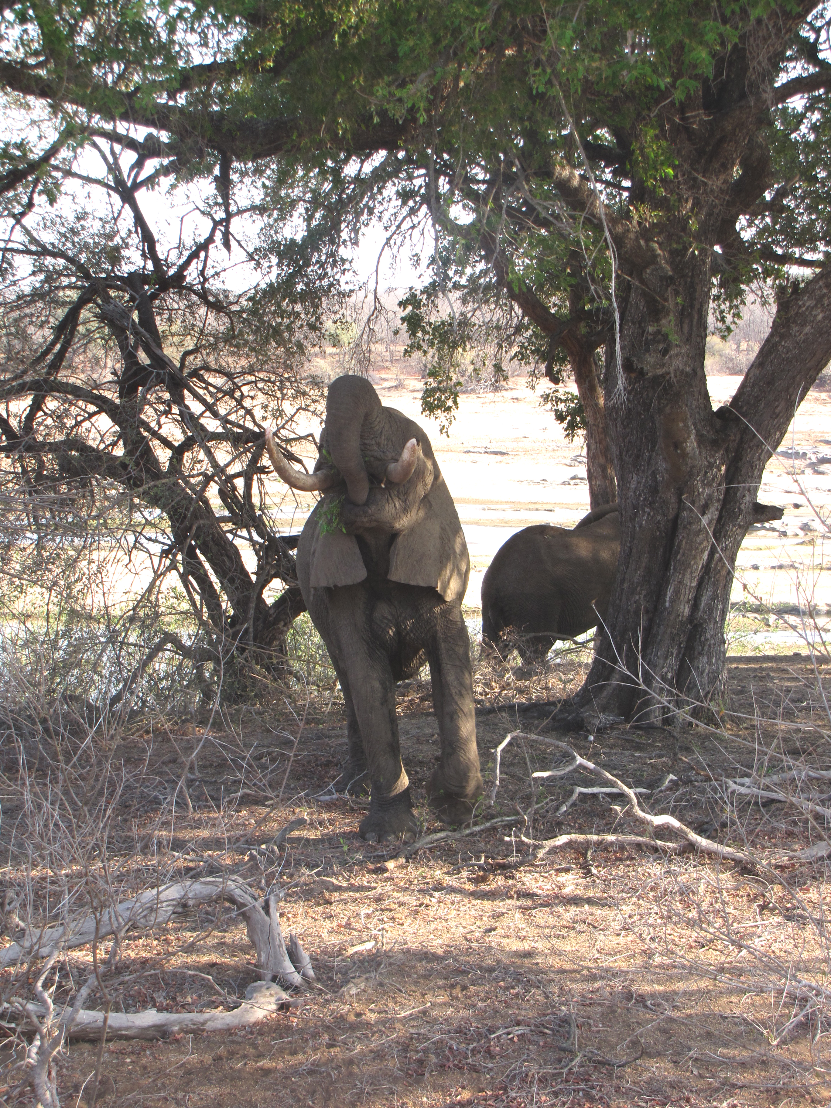 Elephant spotting in Kruger National Park