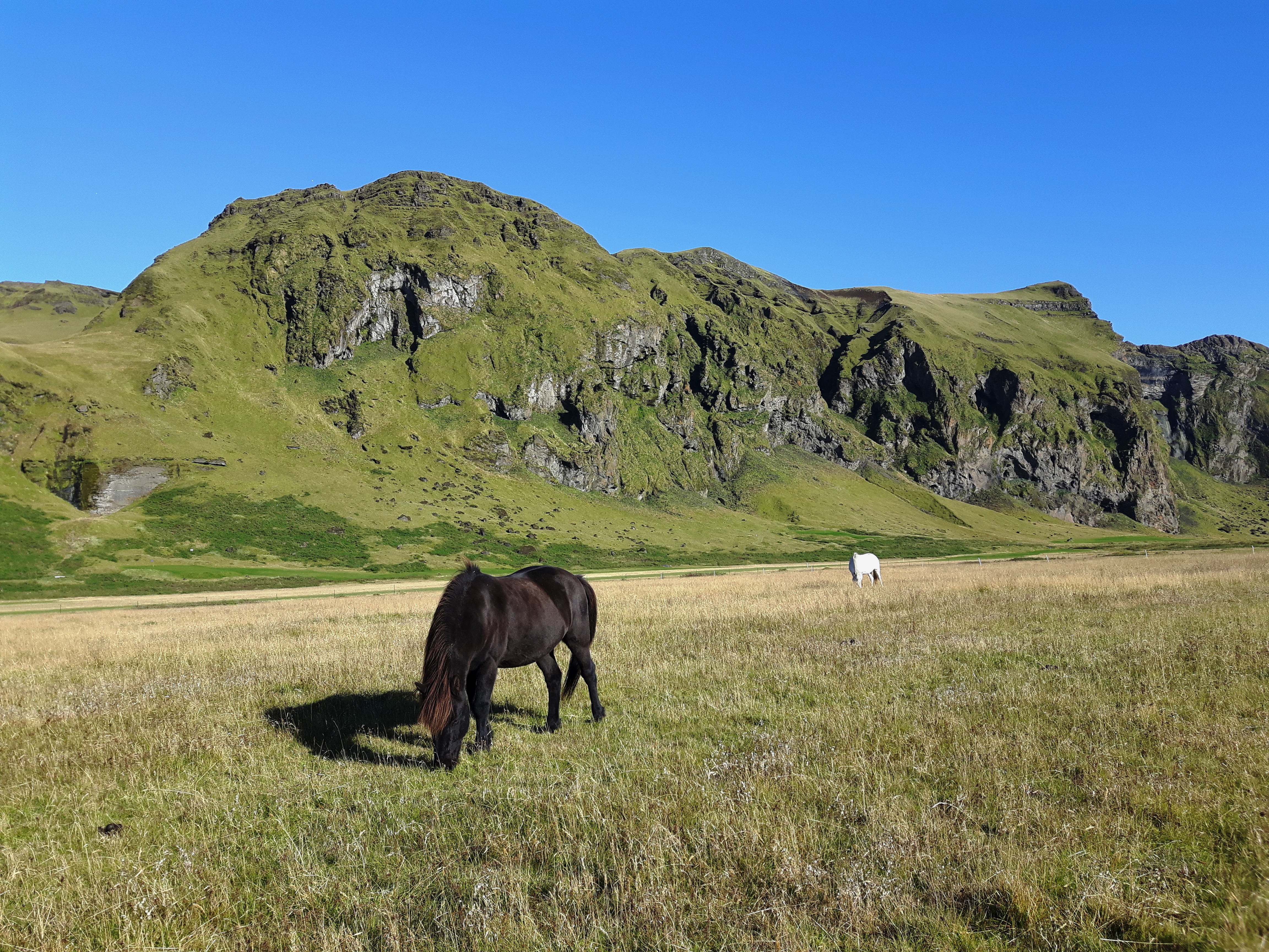 Icelandic_Ponies_Ring_Road_Iceland