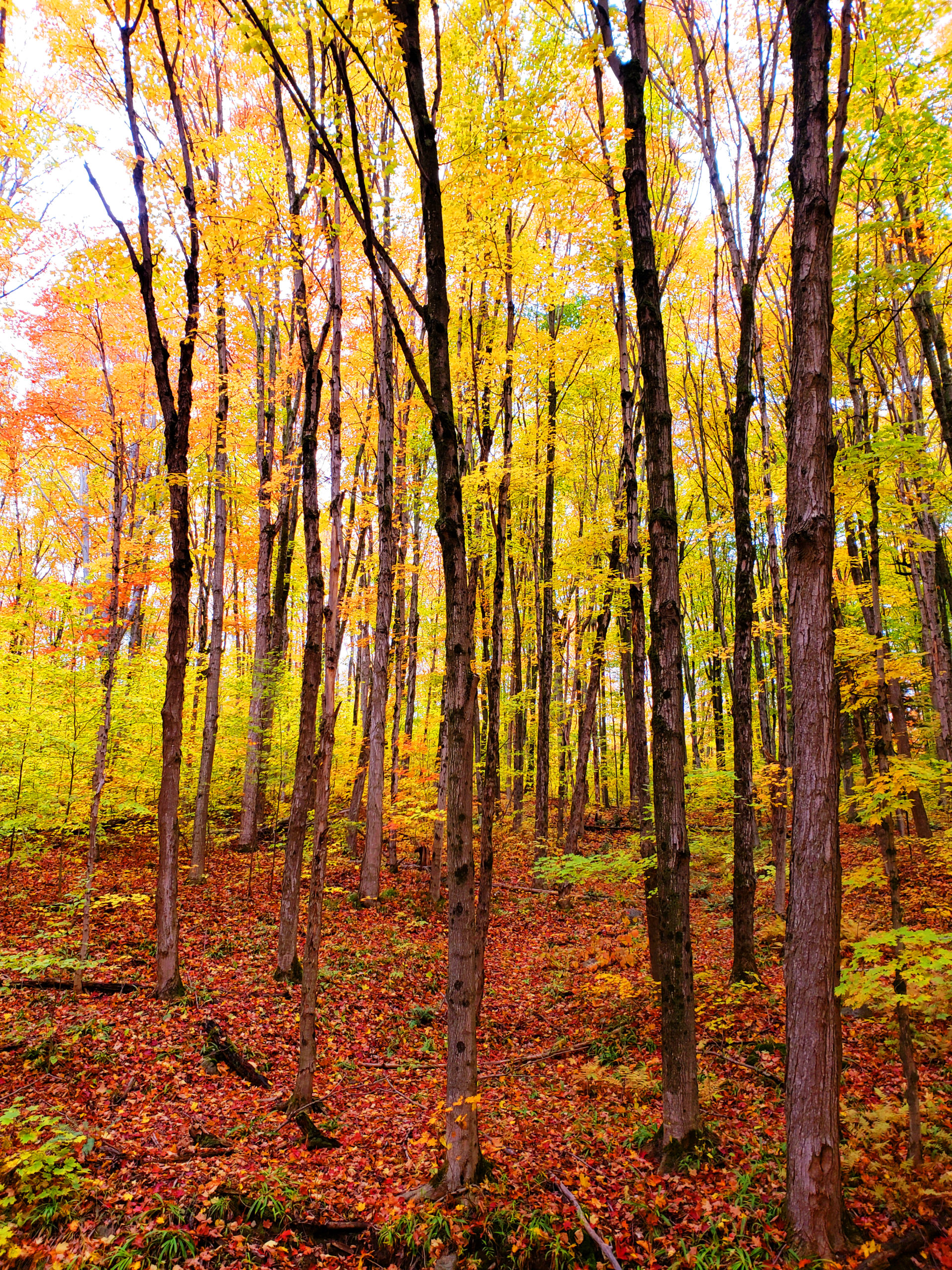 25 Photos Proving That Ontario, Canada Is The Best Place To View Autumn Leaves