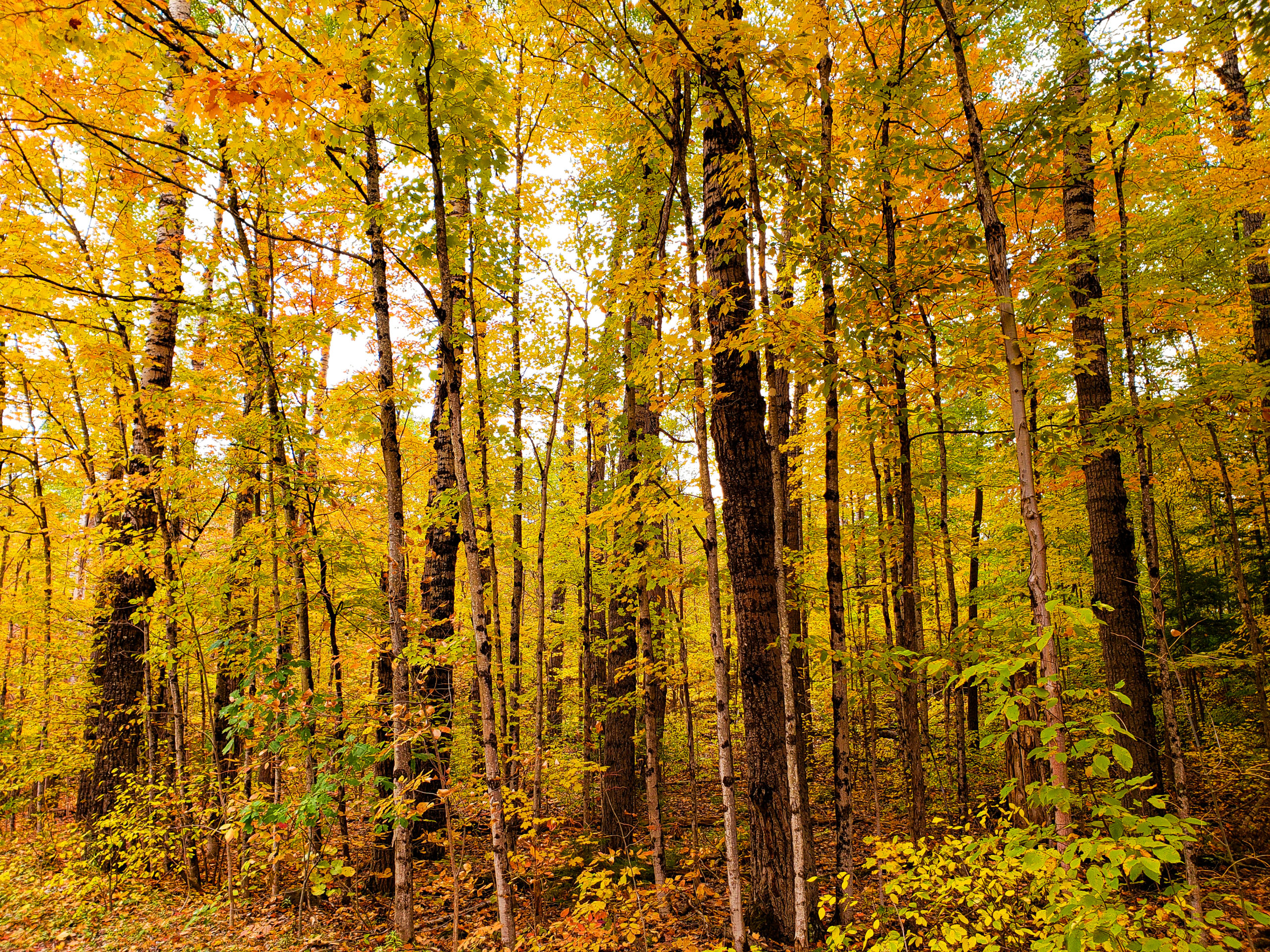 25 Photos Proving That Ontario, Canada Is The Best Place To View Autumn Leaves